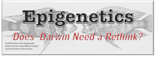 Epigenetics - Does Darwin Need a Rethink?